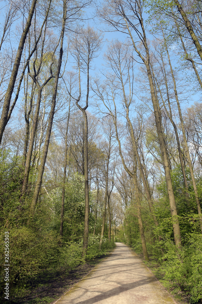Fototapeta premium waldweg