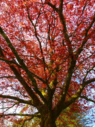 The beautiful colors of autumn/fall leaves. Taken in Cardiff, South Wales, UK