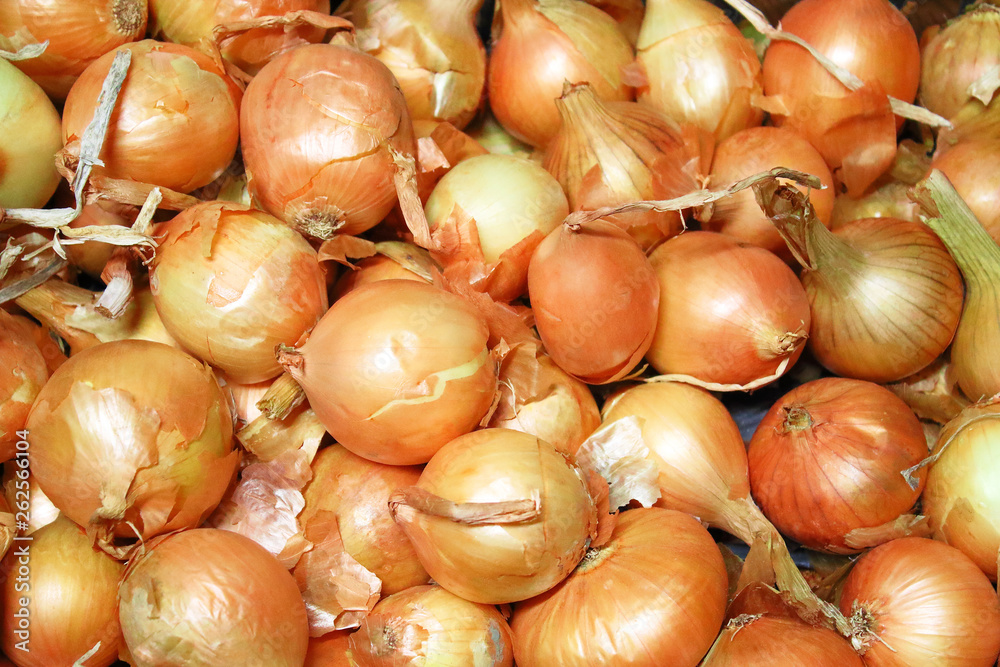 A pile of onions. Close-up. Background. Texture. A pile of onions. Close-up. Background. Texture.