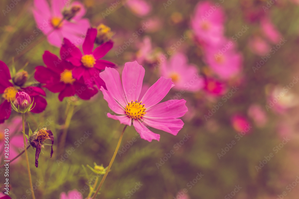 Pink summer flowers. Pink toning in the photo. Pink flowers and pink toning.
