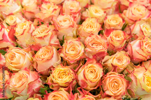 Background of pink orange and peach roses. Natural background of fresh roses. Soft focus.