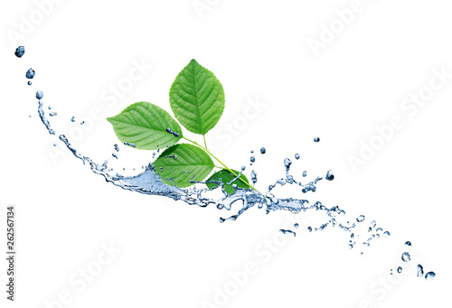 Green Leaves On Water photo