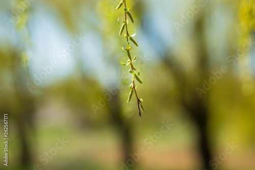 Spring background with fresh willow leaves