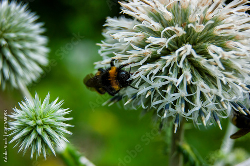 Bumblebee on the thorn. Macro shooting