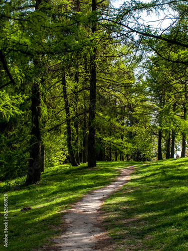 Tree Pine Spring Goloseevsky Botanikal Park