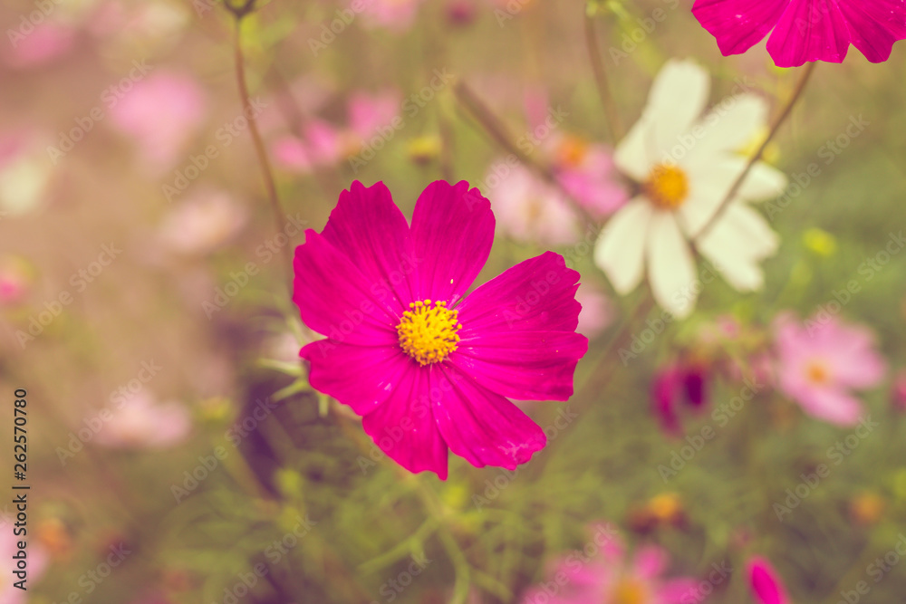 Pink summer flowers. Pink toning in the photo. Pink flowers and pink toning. Pink summer flowers. Pink toning in the photo. Pink flowers and pink toning.