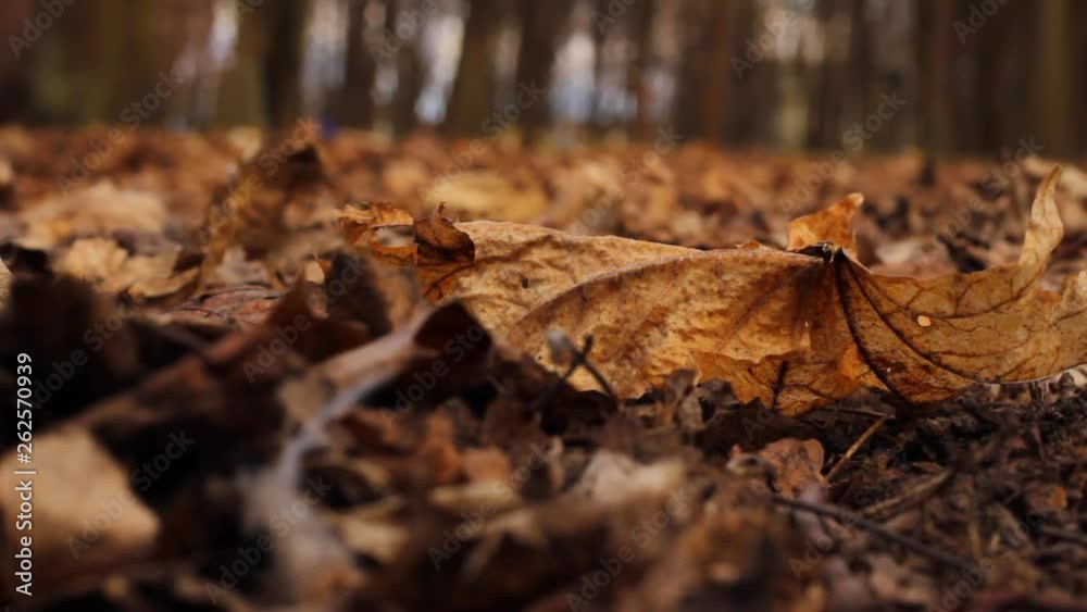 Close up of autumn leaf blown over by the wind in a field of dead leaves Close up of autumn leaf blown over by the wind in a field of dead leaves