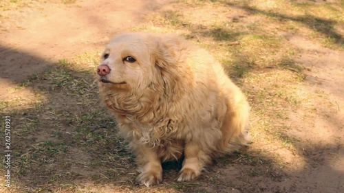 Valm fluffy yellow dog sitting and wagging its tail outside photo