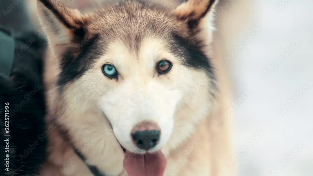 Close-up shot of the Siberian Husky with different colored eyes. Sled dog with almond-shaped eyes of brown and blue looks directly into the camera. Close-up shot of the Siberian Husky with different colored eyes. Sled dog with almond-shaped eyes of brown and blue looks directly into the camera.