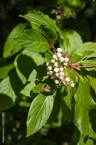 Dogwood Leaves and Berries