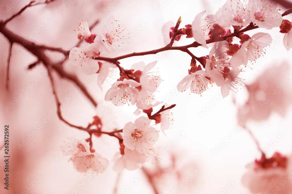 Apricot tree flower, seasonal floral nature background. spring flowering apricot tree