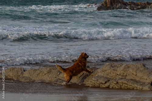 some dogs playing on Atxabiribil beach, in Sopelana. The dogs are lying or playing, in the background you can see rocks and the sea