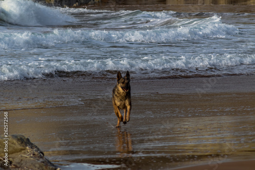 some dogs playing on Atxabiribil beach, in Sopelana. The dogs are lying or playing, in the background you can see rocks and the sea photo