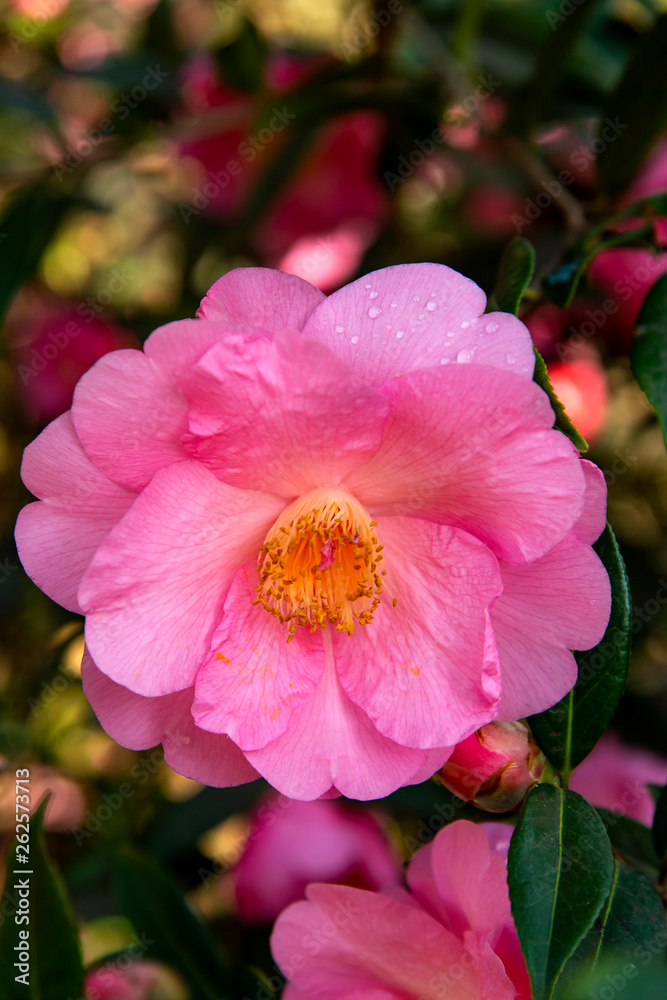 Fleur de camélia Fleur de camélia