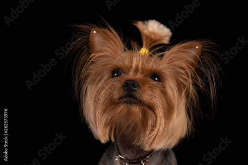 yorkshire terrier on black background. close-up