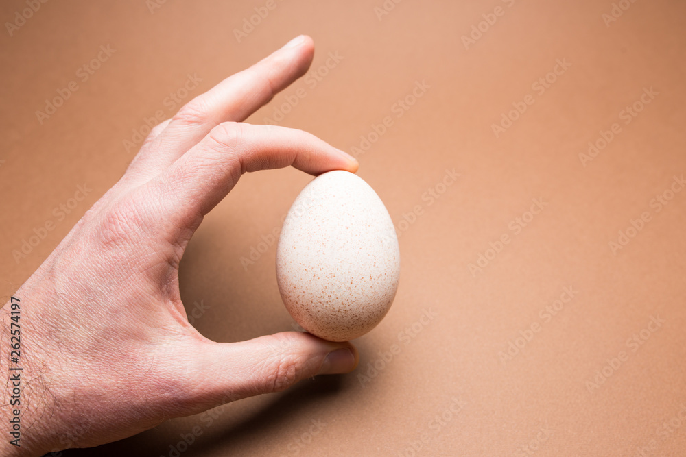 Male hand holding a Turkey egg on a brown background Male hand holding a Turkey egg on a brown background