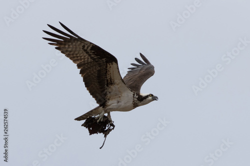 osprey feathering his nest © Alice