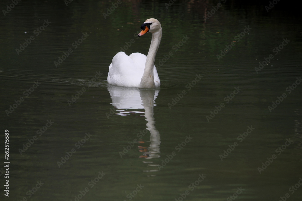 the mute swan (Cygnus olor) and its reflection the mute swan (Cygnus olor) and its reflection