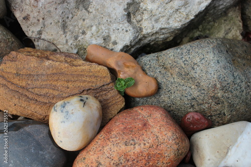 On colored stones  growing green sprout.