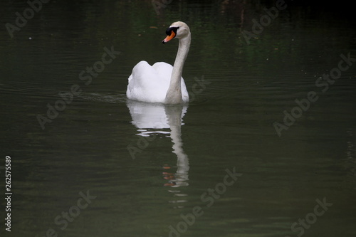 the mute swan (Cygnus olor) and its reflection