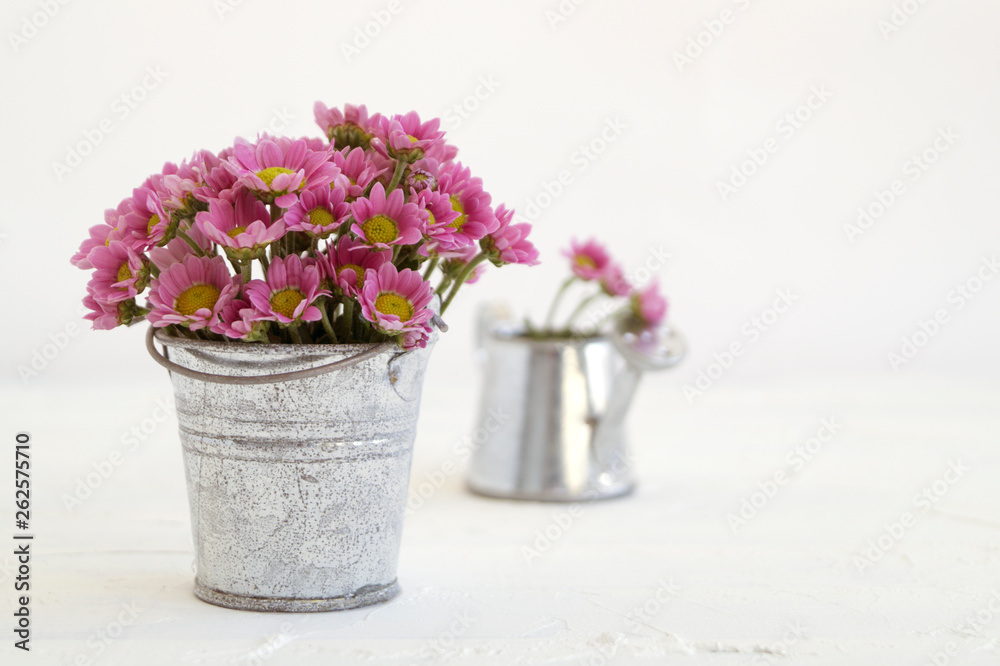 pink chrysanthemums on a gray background, close-up. pink chrysanthemums on a gray background, close-up.