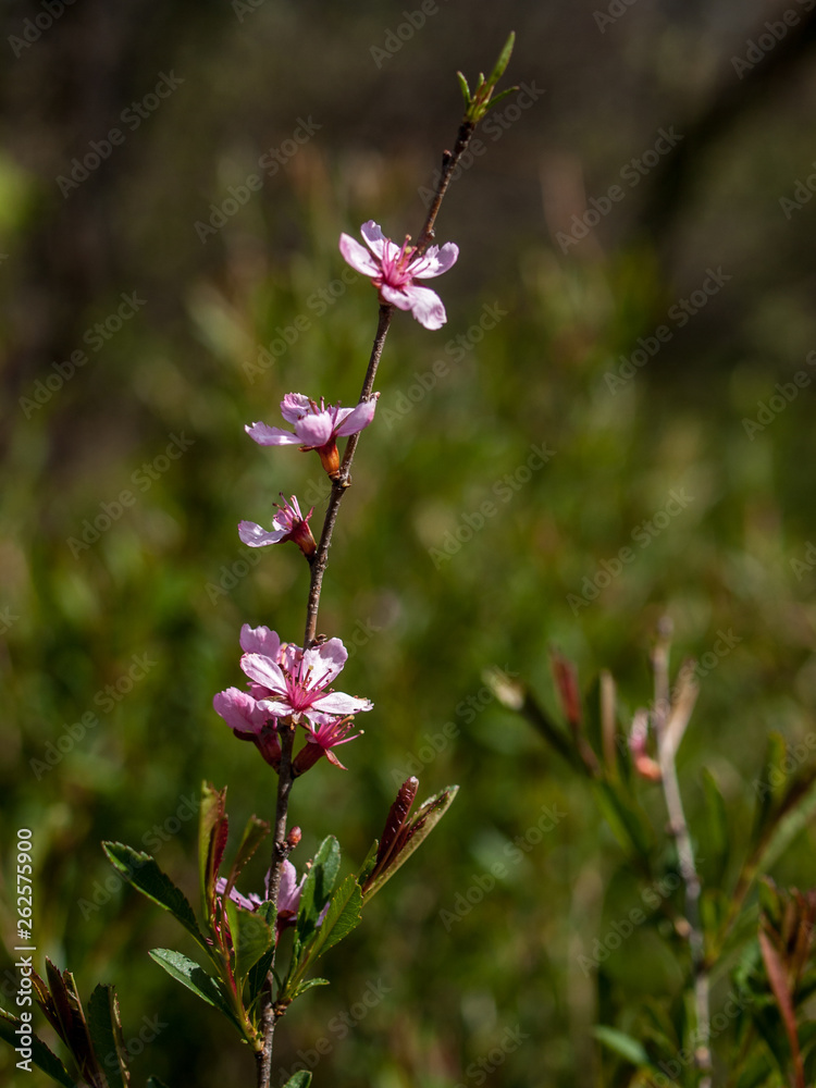 Flowers Bud Spring Goloseevsky Botanikal Park Flowers Bud Spring Goloseevsky Botanikal Park