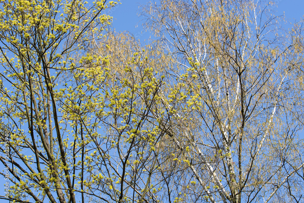 spring blooming tree branches maple and birch with flowers on blue sky background