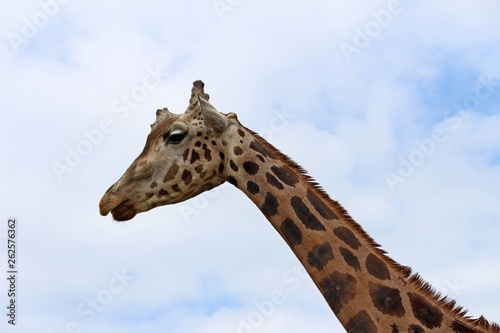 Giraffe (Giraffa camelopardalis) © Sandro Amato