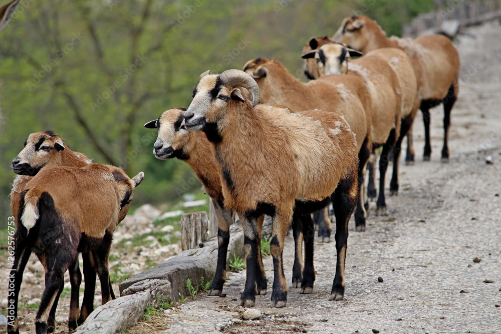 Fototapeta premium a group of Cameroon sheep in a row