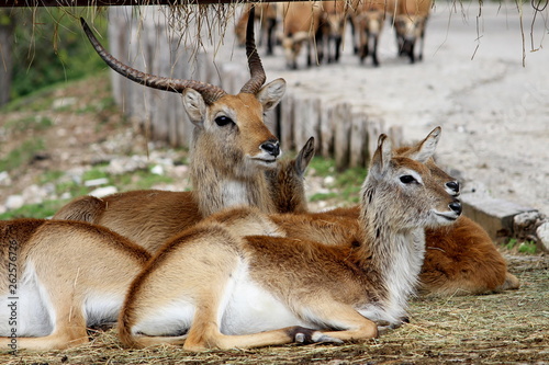 Kafue lechwe (Kobus leche kafuensis) sitting in a group photo