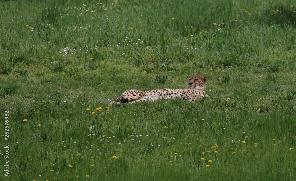 a cheetah rests in the sun a cheetah rests in the sun