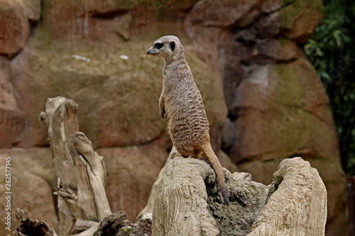 Meerkat or Suricate (Suricata suricatta) standing on alert © Sandro Amato