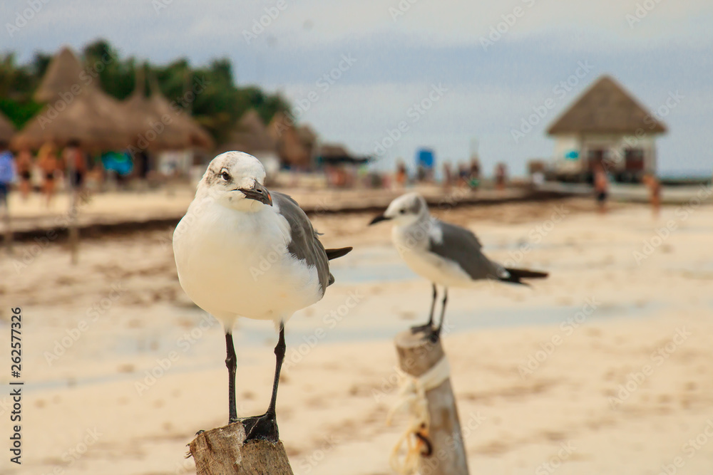 Fototapeta premium Beautiful seagull posing in a wooden post in Mexican beach, Holbox