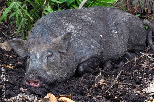 The boar is sleeping in the wet soil during the day to relax.