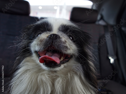 Картината върху платно Travel with a dog