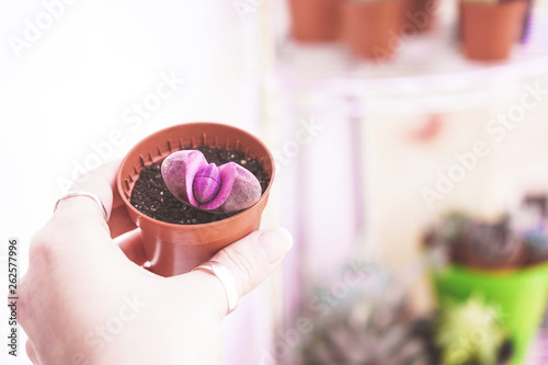 Beautiful pleiospilos nelii royal photo