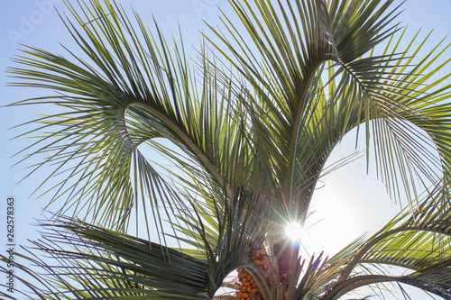 Big beautiful palm tree in the park