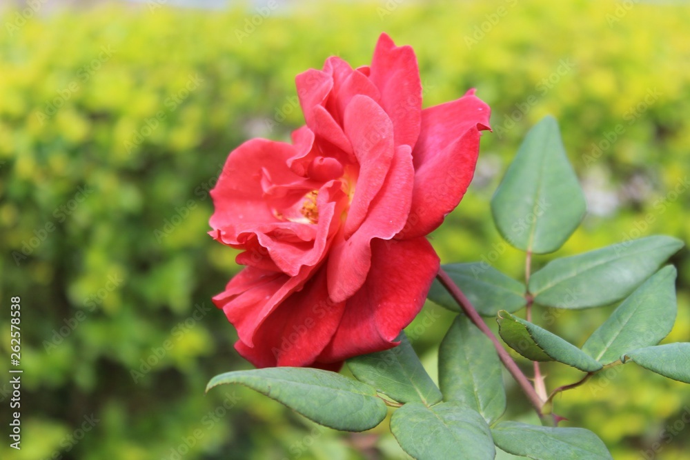 red rose in the garden