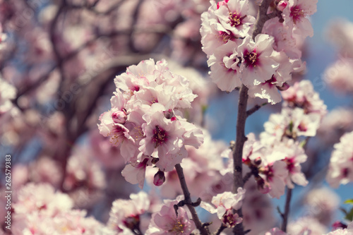 Almond blossoms Africa Morocco road to the mountains