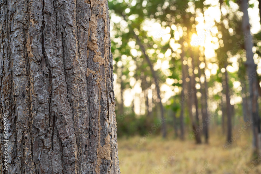 Tree in forest