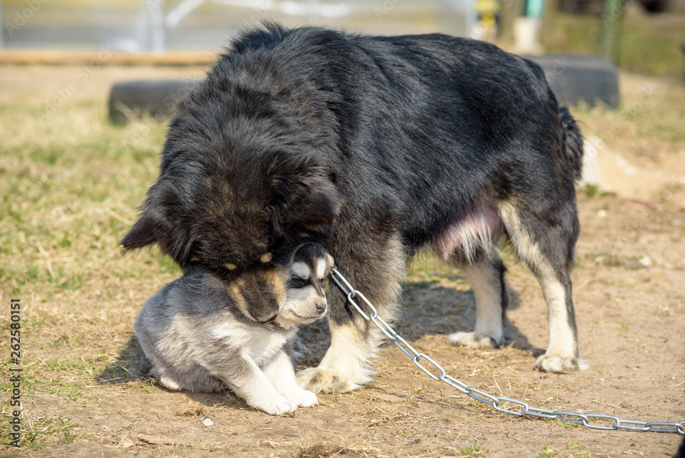 A village dog is played with a puppy.
