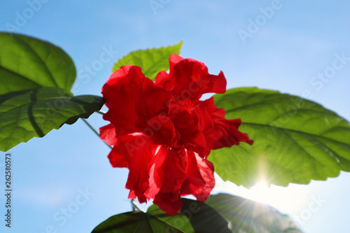 Red flower - Chinese Hibiscus and sunbeams. Beautiful natural blossom with fresh petals and green leaves with backlit by bright sunlight on blue sky background outdoors.