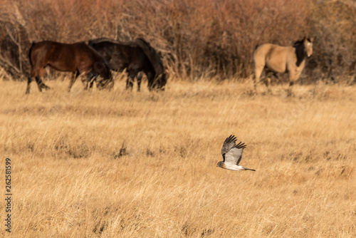 Hunting Marsh Hawk © NorthwestWildImages
