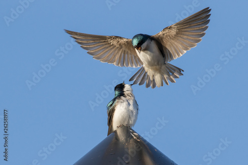 Tree Swallows Have a Discussion