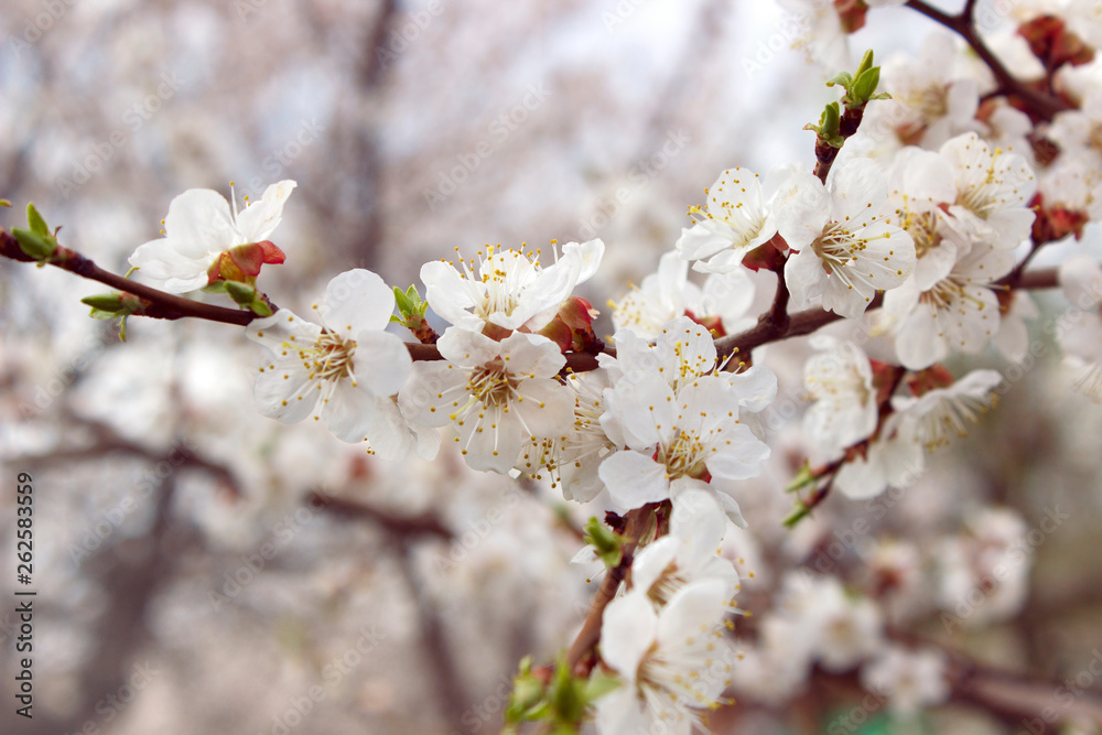 tender apricot blossom in the spring garden tender apricot blossom in the spring garden
