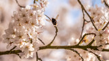 White Cherry blossoms in Frankfurt, Hesse, Germany, Europe