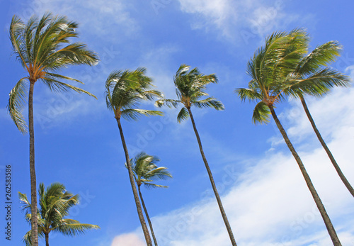 waving palm trees