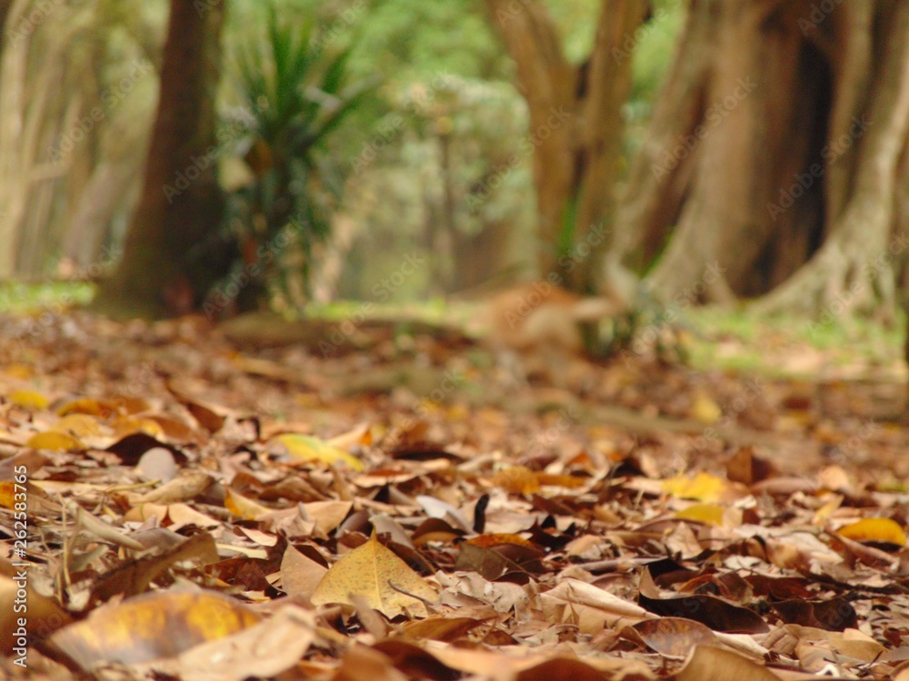 autumn leaves in the forest