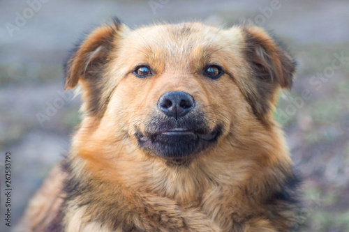 Close-up of a brown dog on a blurry background_