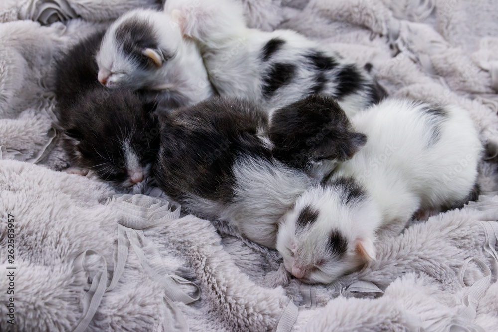 Newborn kittens on a soft grey blanket